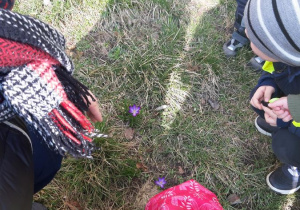 Trzeci znaleziony zwiastun wiosny- fioletowe krokusy.